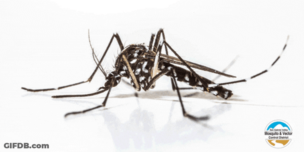 Danger Dengue Mosquito GIF