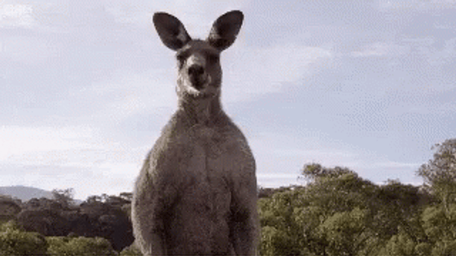Dangerous Kangaroo Looks GIF