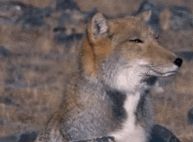 Dangerous Tibetan Sand Fox Looks GIF