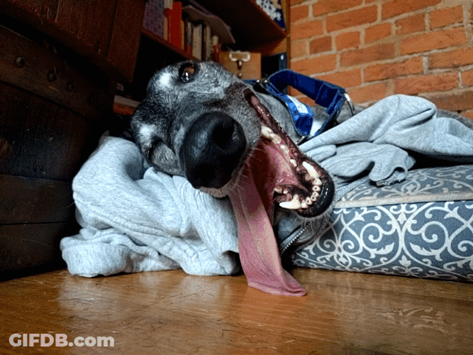 Dangling Tongue Happy Dog GIF