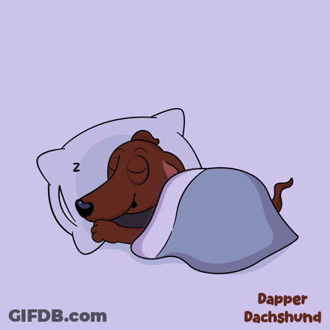Dapper Dachshund Sleeping GIF