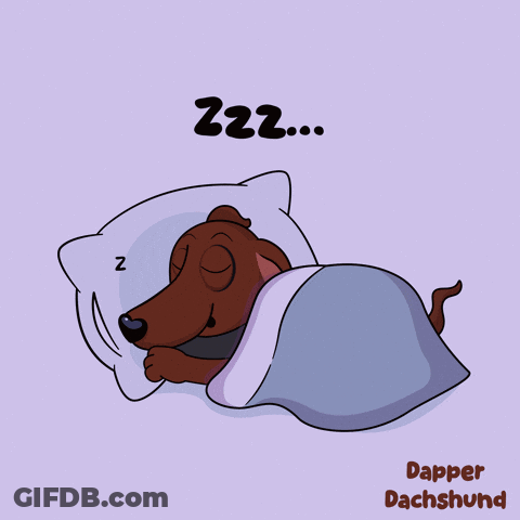 Dapper Dachshund Sleeping GIF