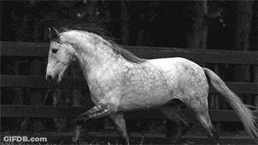 Dapple Grey Pommel Horse GIF