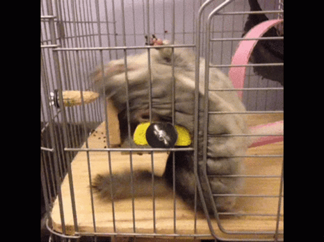 Dark Colored Chinchilla Exhibition GIF