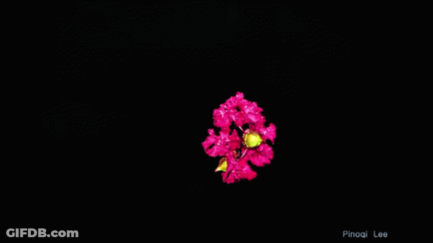 Dark Floral In The Dark GIF