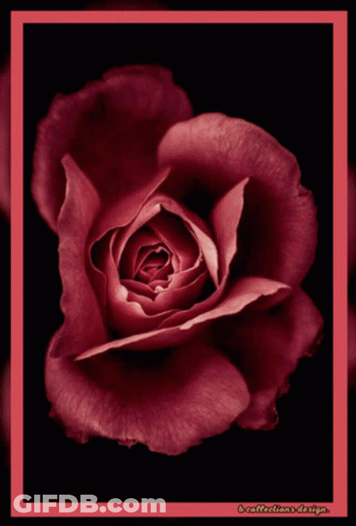 Dark Floral Rose Blooming GIF