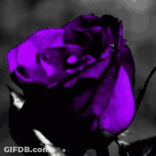 Dark Floral Rose Flower GIF