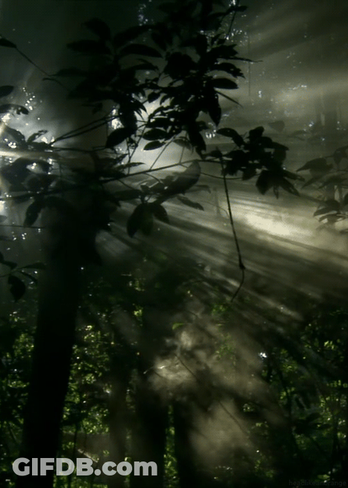 Dark Forest And Sun Rays GIF