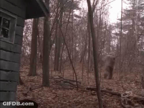 Dark Forest With Trees And Leaves GIF