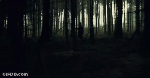 Dark Forest With Trees Silhouetted Against Sunlight GIF