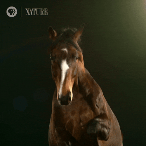 Dark Pommel Horse GIF