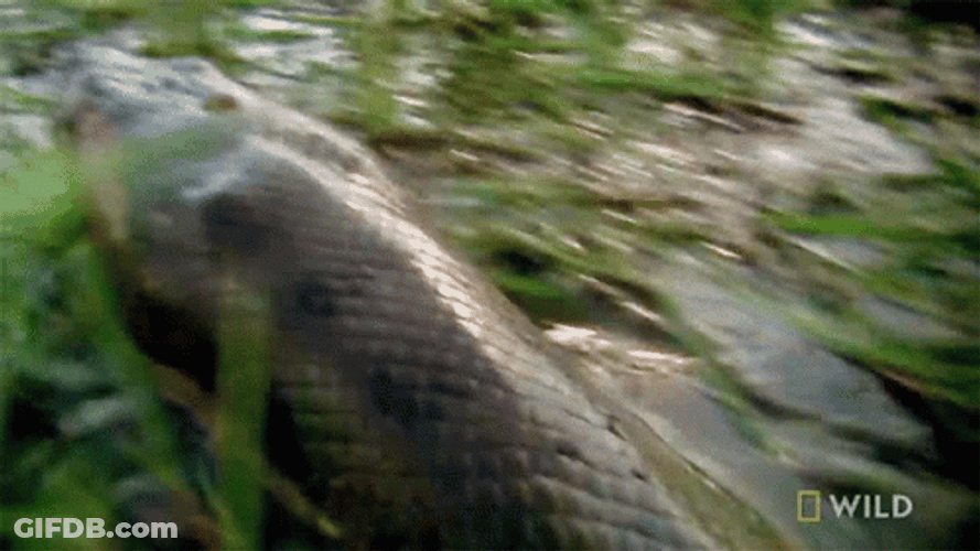 Dashing Anaconda Monster Snake GIF