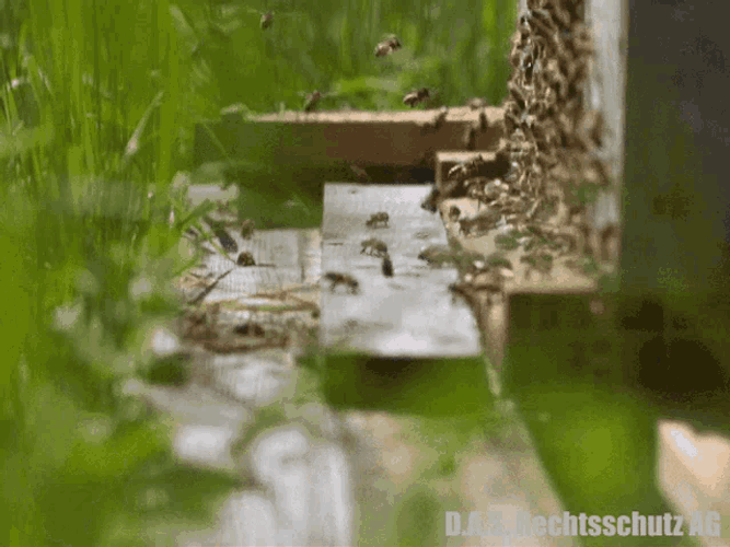 Dasrechtsschutz Dasrechtsschutzversicherung GIF