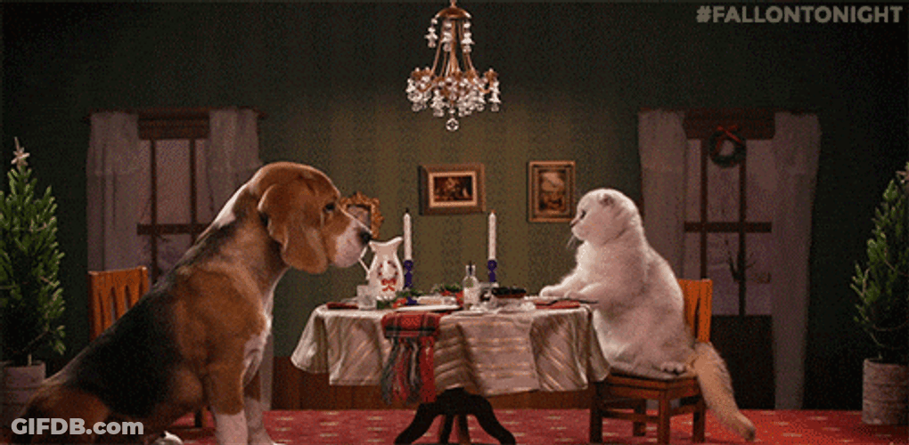 Date Dog And Cat GIF