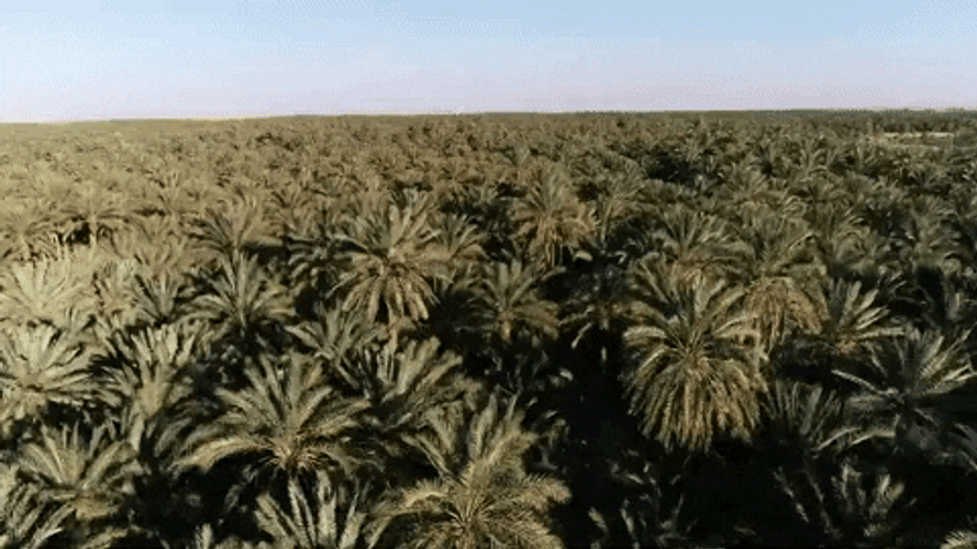Date Palm Tunisia Destination GIF