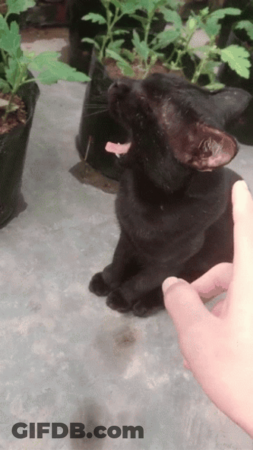 Dave's Not Here Man Black Cat GIF