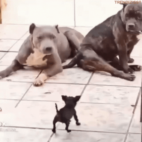 David And Goliath Small Dog Barking GIF