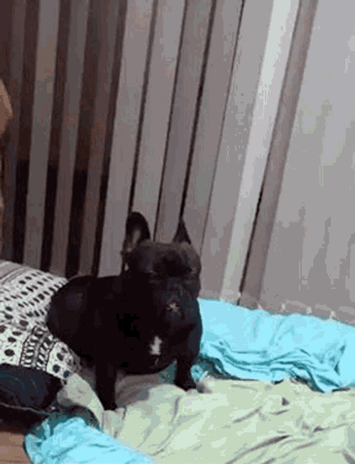 Dazed Black Bulldog GIF