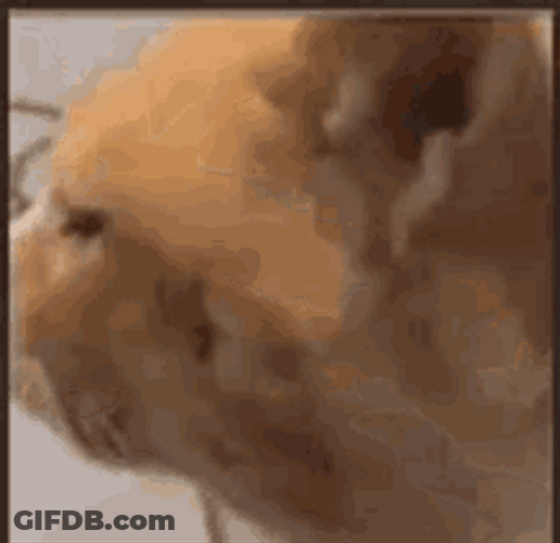 Dazed Orange Tabby Confused Cat GIF