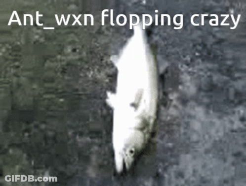 Dead Fish Ant Wxn Flopping Crazy GIF
