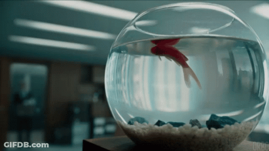 Dead Goldfish In A Bowl GIF