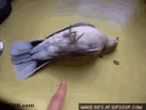 Dead Pigeon Laying On Table Next To Hand GIF