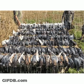 Dead Pigeons Laying On Ground In Rain GIF