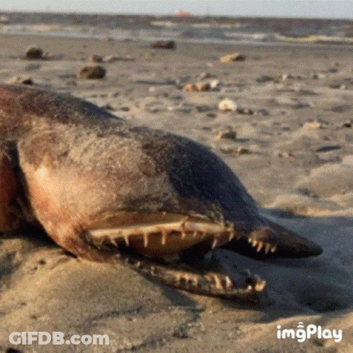 Dead Seal Laying On Sandy Beach GIF