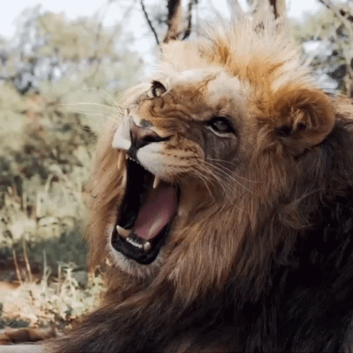 Dean Schneider Shot Lion Roar GIF