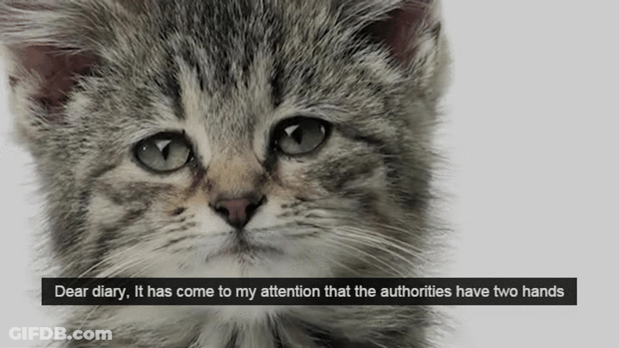 Dear Diary Sad Cat Attention Entry GIF