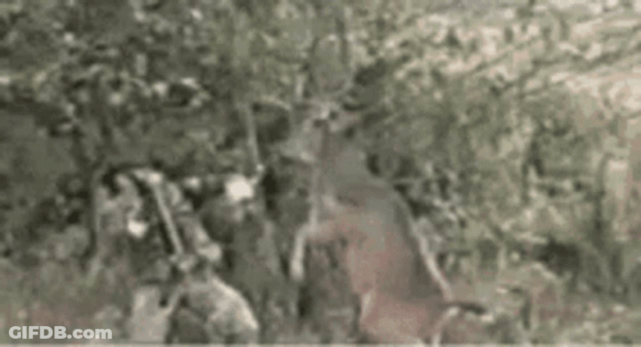 Deer Attacking Hunter GIF