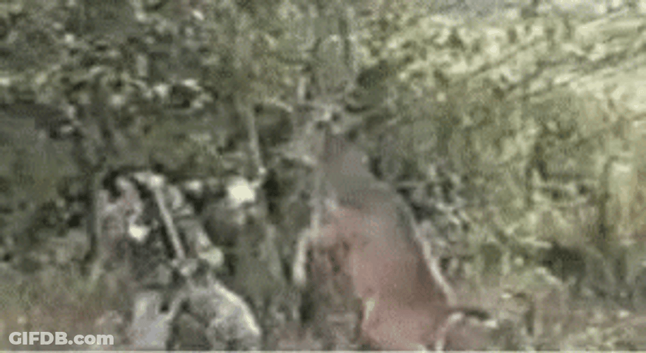 Deer Attacking Hunting Man GIF