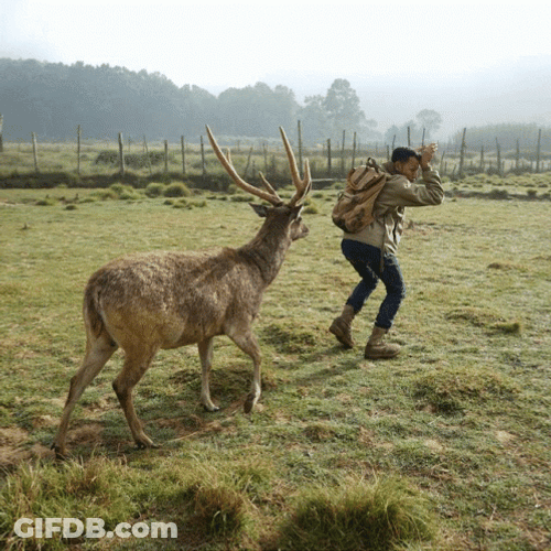 Deer Chasing Guy GIF