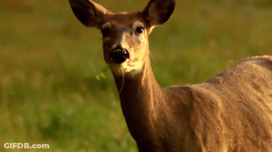 Deer Chewing Grass GIF