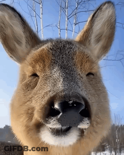 Deer Closeup With Mouth Open GIF