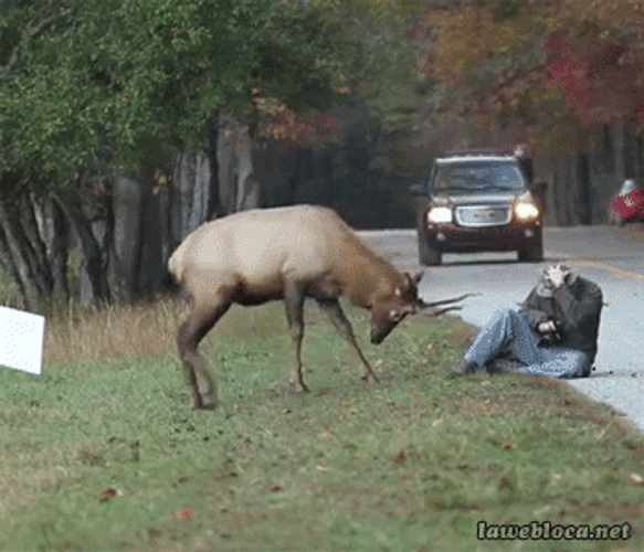 Deer Come At Me Bro GIF