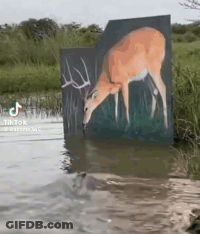 Deer Drinking Water From Pond GIF