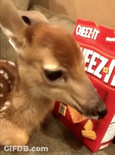 Deer Eating Cheez-It Chips GIF