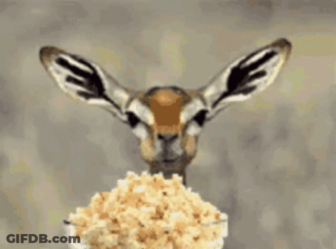 Deer Eating Pop Corn GIF