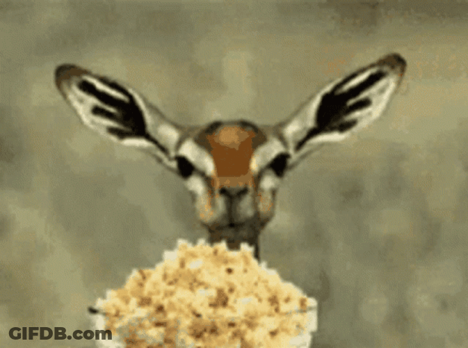 Deer Eating Popcorn Ready GIF
