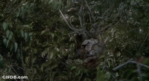 Deer Hunting Season Starts Today At Noon GIF