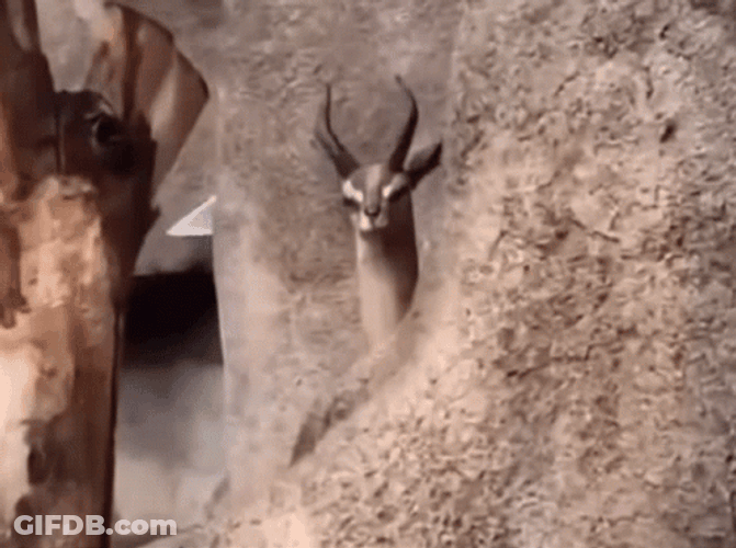 Deer Is Lurking GIF