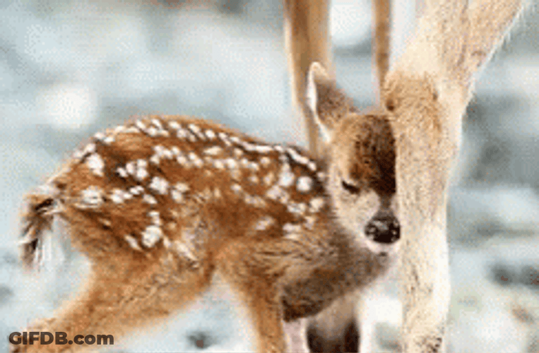 Deer GIF