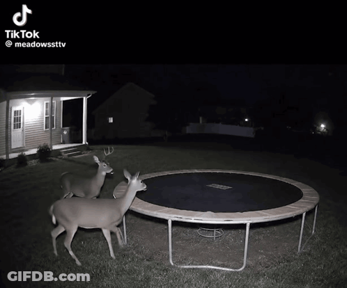 Deer Jumping On Trampoline GIF