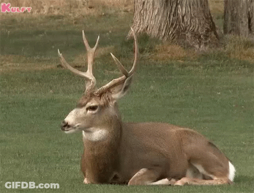 Deer Laying In Grass With Kulfy Text GIF