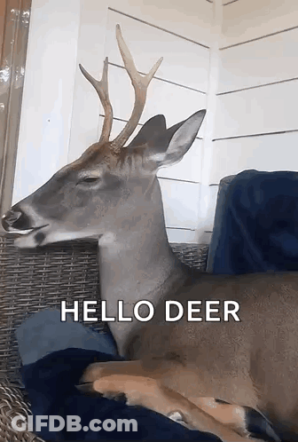 Deer Lying On Couch Saying Hello GIF