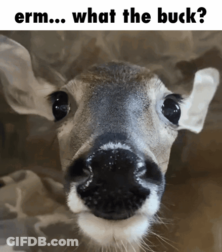Deer Nose With Erm What The Buck GIF