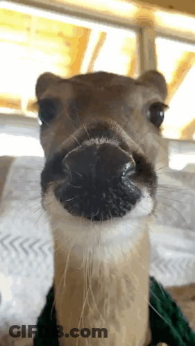 Deer Nose With Green Scarf GIF