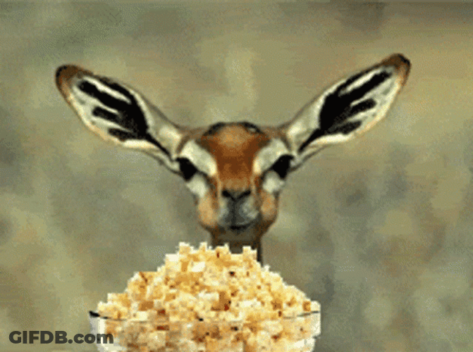 Deer Popcorn Eating GIF