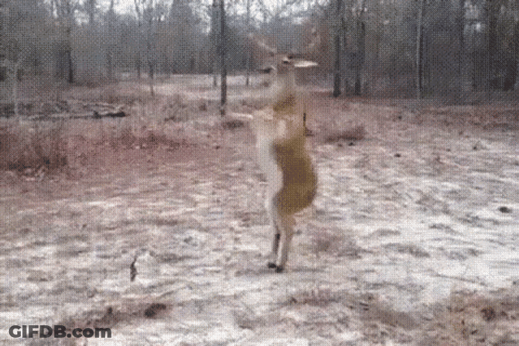 Deer GIF
